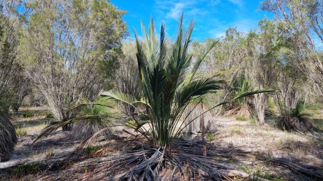 Dalziel, Y s.n., photo 12