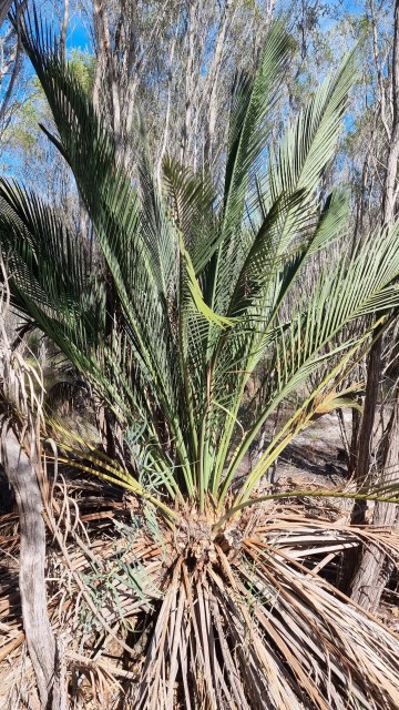 Dalziel, Y s.n., photo 5