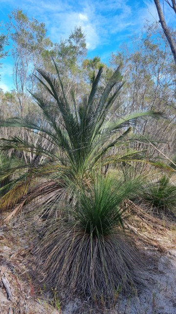 Dalziel, Y s.n., photo 18