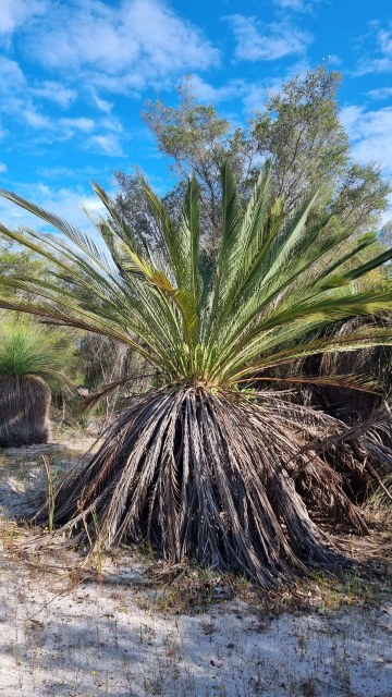 Dalziel, Y s.n., photo 23