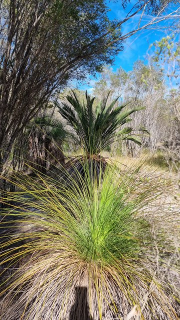 Dalziel, Y s.n., photo 24