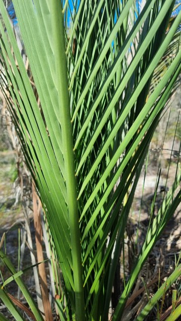 Dalziel, Y s.n., photo 11