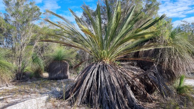 Dalziel, Y s.n., photo 14