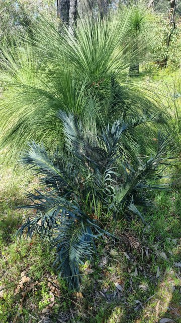 Dalziel, Y s.n., photo 7