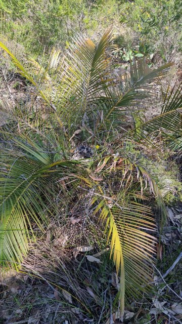 Dalziel, Y s.n., photo 21