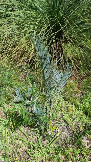 Dalziel, Y s.n., photo 2