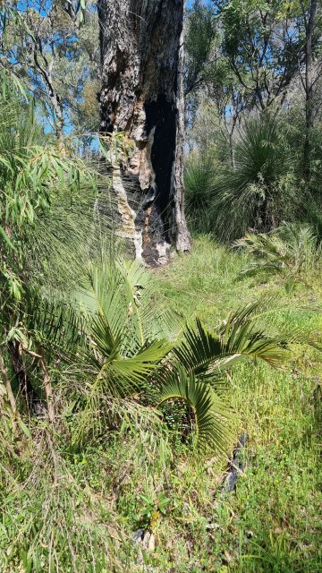 Dalziel, Y s.n., photo 23