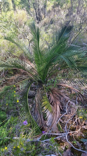 Dalziel, Y s.n., photo 20