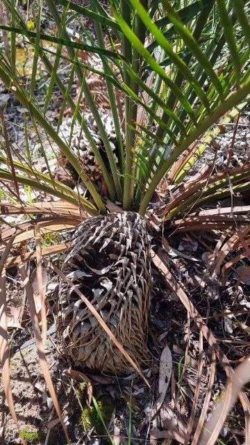 Dalziel, Y s.n., photo 32