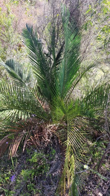 Dalziel, Y s.n., photo 16
