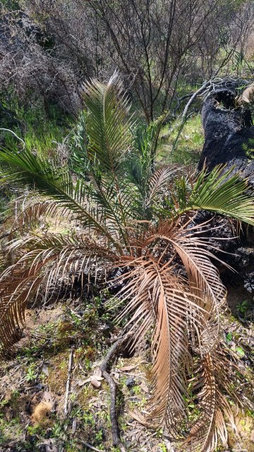 Dalziel, Y s.n., photo 33