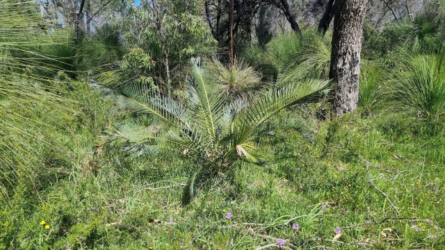 Dalziel, Y s.n., photo 24