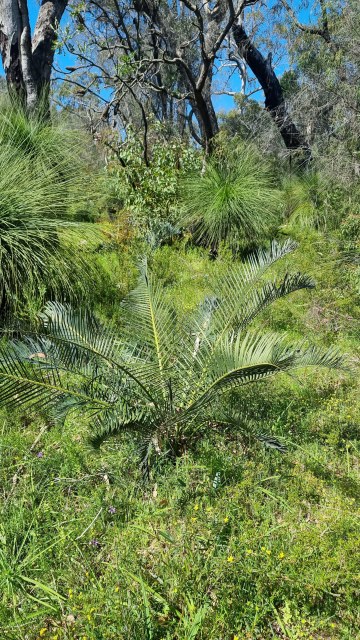 Dalziel, Y s.n., photo 34