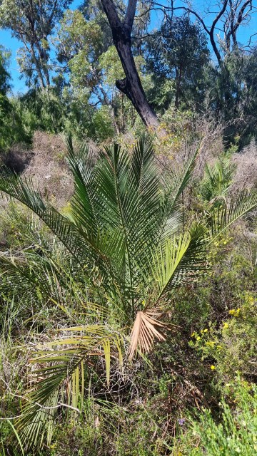Dalziel, Y s.n., photo 6