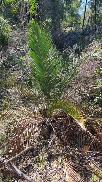 Dalziel, Y s.n., photo 13