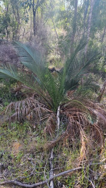 Dalziel, Y s.n., photo 4
