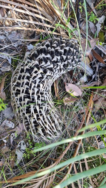 Dalziel, Y s.n., photo 12