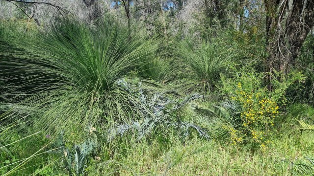 Dalziel, Y s.n., photo 27