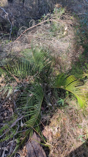 Dalziel, Y s.n., photo 9