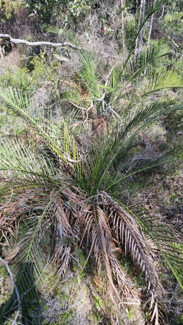 Dalziel, Y s.n., photo 22