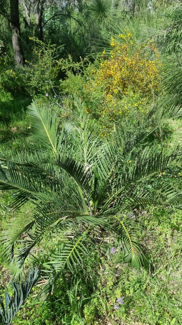 Dalziel, Y s.n., photo 15