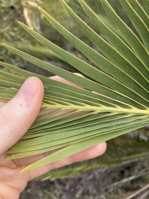 Thomas Mesaglio, photo 5