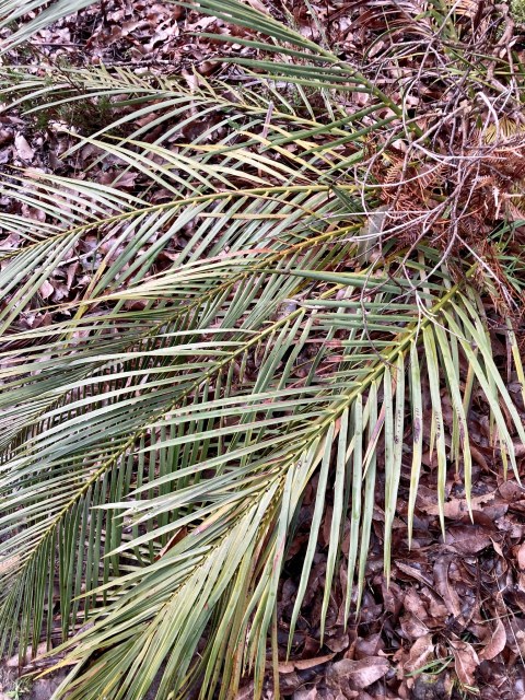 pimelea, photo 3