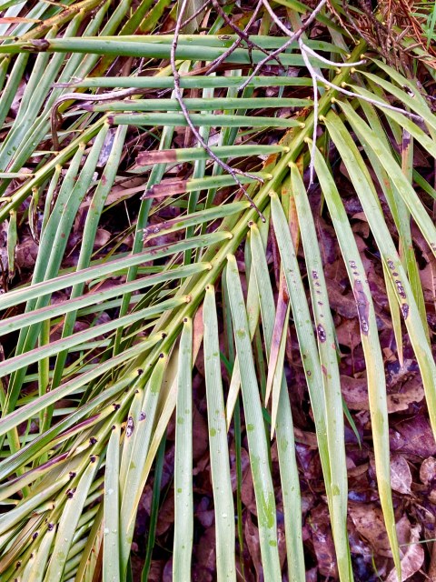 pimelea, photo 2