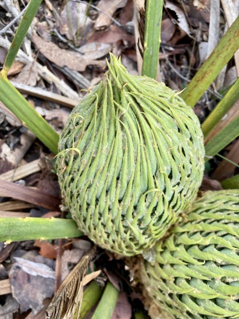 pimelea, photo 1