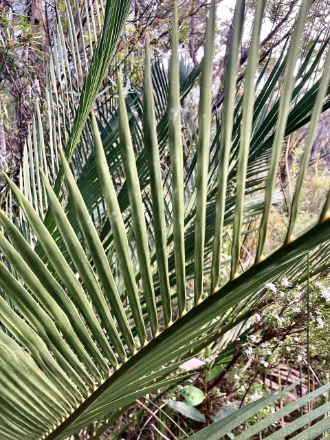 pimelea, photo 2