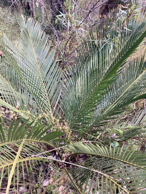 pimelea, photo 1