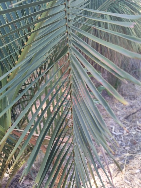 Stirling Yanchep, photo 1