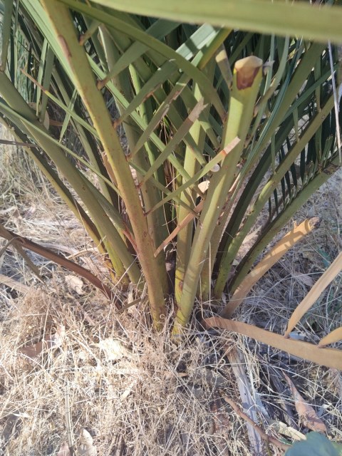 Stirling Yanchep, photo 2