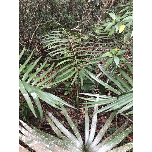 Martínez-Martínez, MG 102, photo 9