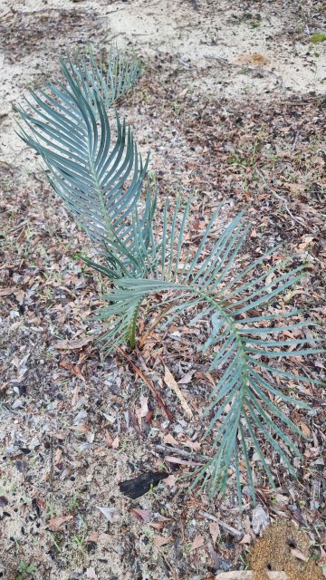 Dalziel, Y s.n., photo 6