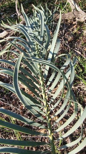 Dalziel, Y s.n., photo 1