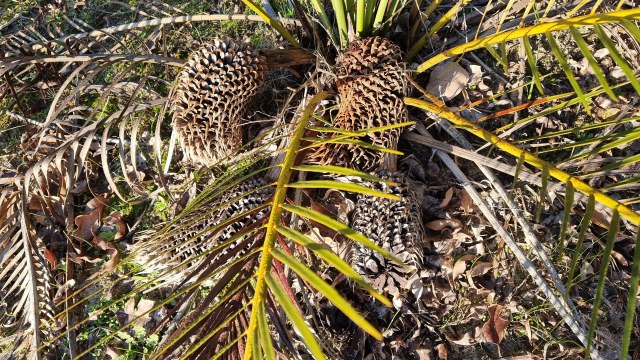 Dalziel, Y s.n., photo 3