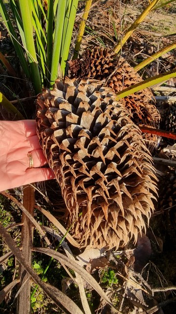 Dalziel, Y s.n., photo 8