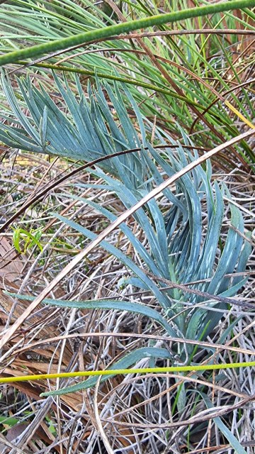 Dalziel, Y s.n., photo 14