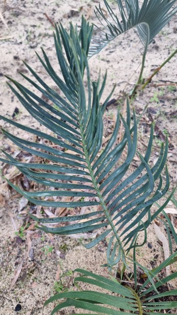 Dalziel, Y s.n., photo 13
