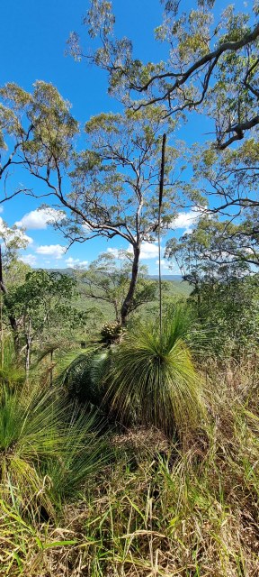 Dalziel, Y s.n., photo 14