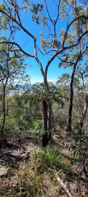 Dalziel, Y s.n., photo 7
