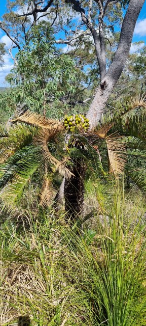 Dalziel, Y s.n., photo 11
