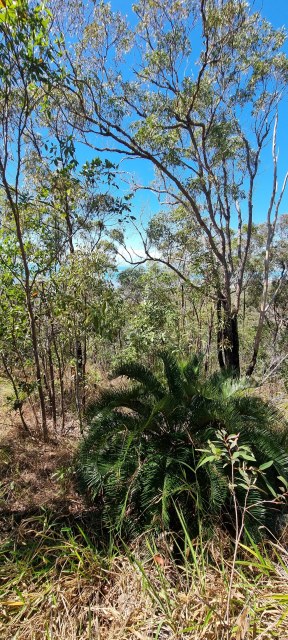 Dalziel, Y s.n., photo 6