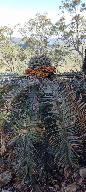 Dalziel, Y s.n., photo 10