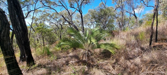 Dalziel, Y s.n., photo 8