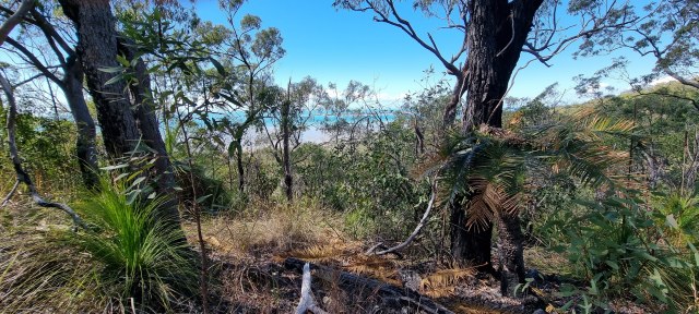 Dalziel, Y s.n., photo 13