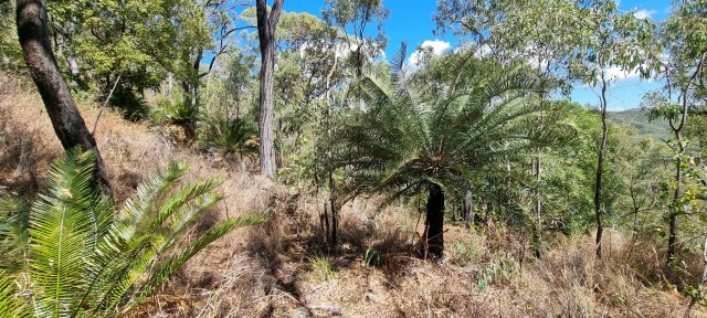 Dalziel, Y s.n., photo 17