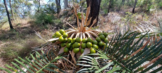 Dalziel, Y s.n., photo 3