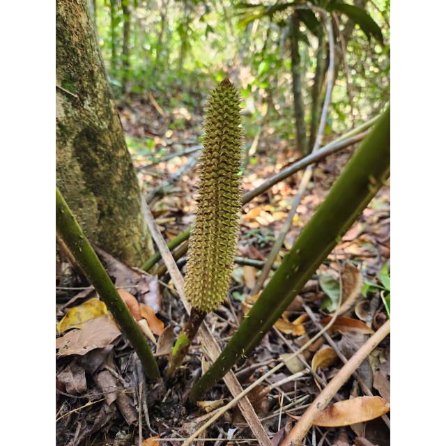 Pérez-Farrera, MA 4354, photo 5